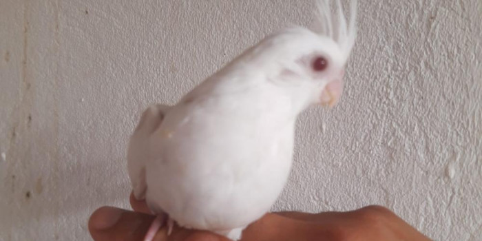 Disponível CALOPSITA