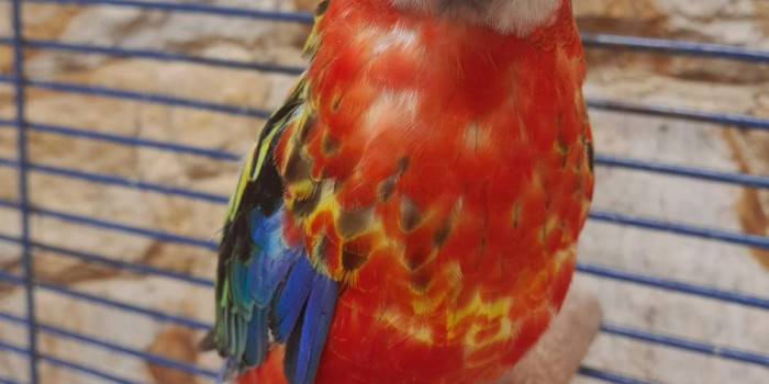 Disponível ROSELA EXIMIUS E MUTAÇÕES